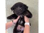 Adopt Puppy 2 a Mixed Breed