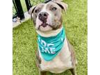 Adopt Anderson a Pit Bull Terrier