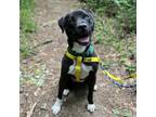 Adopt Frogger a Pit Bull Terrier