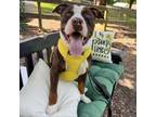 Adopt Juno a Pit Bull Terrier