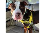 Adopt Juno a Pit Bull Terrier