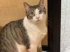 Adopt Petey a Domestic Short Hair