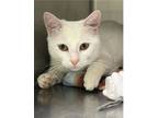 Adopt Everest a Domestic Short Hair