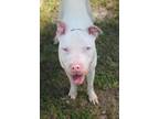 Adopt Clyde a Terrier, Mixed Breed