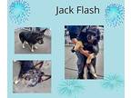 Jack Flash Cairn Terrier Adult Male