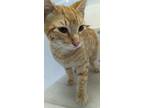 Adopt Wiccan a Domestic Short Hair