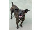 Adopt Doctor Strange a Mountain Cur, Mixed Breed