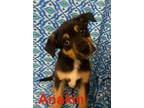 Adopt Anakin a Australian Cattle Dog / Blue Heeler, German Shepherd Dog