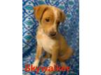 Adopt Skywalker a Australian Cattle Dog / Blue Heeler, German Shepherd Dog