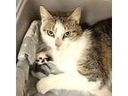 Vanessa Domestic Shorthair Young Female