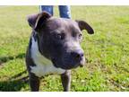 Seal American Pit Bull Terrier Adult Male