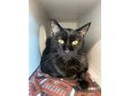 Adopt Speed Racer *bonded With Tinker* a Domestic Short Hair