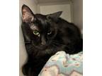 Adopt Speed Racer *bonded With Tinker* a Domestic Short Hair