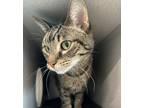 Adopt Tinker *bonded With Speed Racer* a Domestic Short Hair