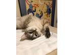 Adopt Nipsey Russel a Siamese, Domestic Short Hair