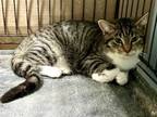 Adopt Harris a Domestic Short Hair