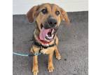 Adopt Colby a Hound, Mixed Breed