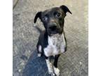 Adopt Mr. Pfeiffer a Mixed Breed