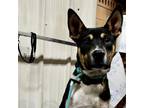 Adopt Doc Holliday a German Shepherd Dog