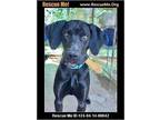 Adopt Bando a Weimaraner, Labrador Retriever