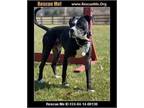 Adopt Gus a Labrador Retriever, American Staffordshire Terrier