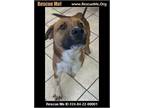 Adopt Rodger a Australian Cattle Dog / Blue Heeler, American Staffordshire