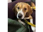 Adopt Buster Brown a Beagle