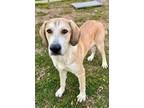 Adopt Willie a Great Pyrenees, Mixed Breed