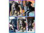 Adopt RC a Mixed Breed