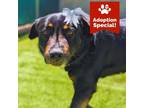 Adopt Basil - Sweet boy who LOVES people! - $25 Adoption Special! a Rottweiler