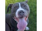 Adopt Copper A2119583 a American Staffordshire Terrier, Mixed Breed