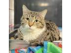 Adopt Noodles a Domestic Short Hair