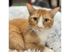 Adopt Orange Flavored Monster a Domestic Short Hair
