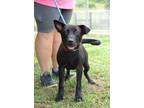 Adopt Kirkland - Adoptable a Labrador Retriever, Mixed Breed