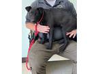 Adopt Kirkland - Stray Hold a Labrador Retriever, Mixed Breed