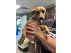 Adopt Braxton - Adoptable a Rat Terrier, Mixed Breed