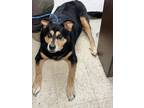 Adopt Marco - Stray Hold a Shepherd, Mixed Breed