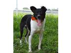Adopt Monty - Stray Hold a Terrier, Mixed Breed