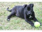 Adopt Beetle a Mixed Breed