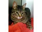 Adopt S Cat 24-0417 a Domestic Short Hair