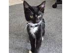 Adopt Liam (*Bonded with Lucas) a Domestic Short Hair
