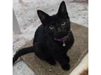 Adopt Lucas (*Bonded with Liam) a Domestic Short Hair