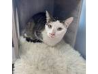 Adopt Majesty a Domestic Short Hair