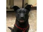 Adopt Clyde a Terrier, Mixed Breed