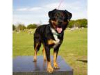 Adopt Pierre a Rottweiler