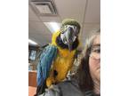 Adopt Captain Crook a Macaw