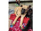 Adopt Juls : Julius a German Shepherd Dog, Australian Shepherd