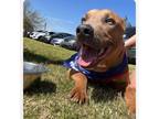 Adopt Sammy a Pit Bull Terrier, Mixed Breed