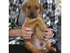 Adopt Jacobus a Mixed Breed