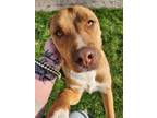 Adopt Piggy a Shepherd, Pit Bull Terrier